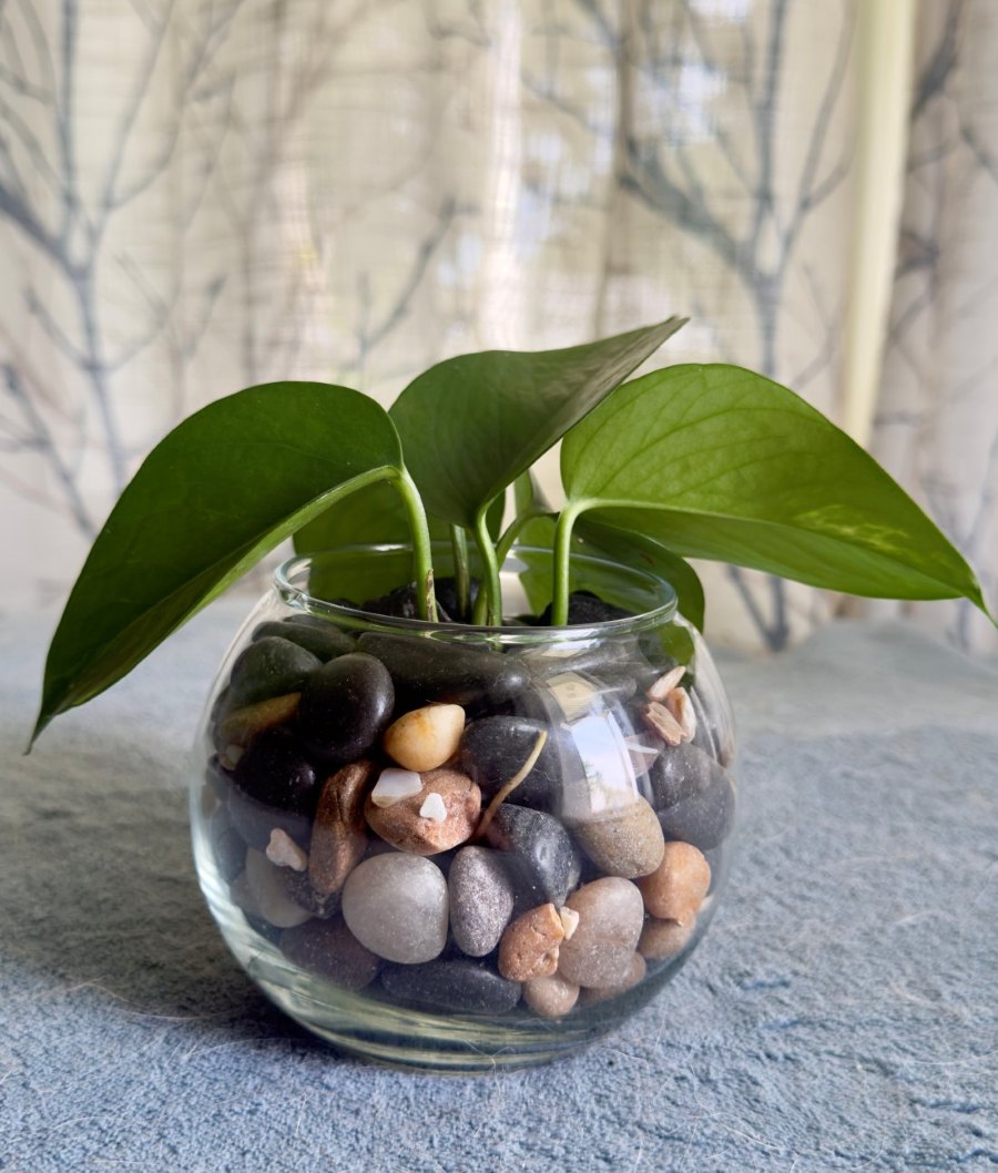 A Golden Pothos cutting rooted in a clear glass jar with colored stones.